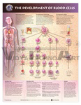 The Development of Blood Cells Anatomical Chart